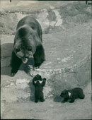 Animal: Brown Bear - Vintage Photograph