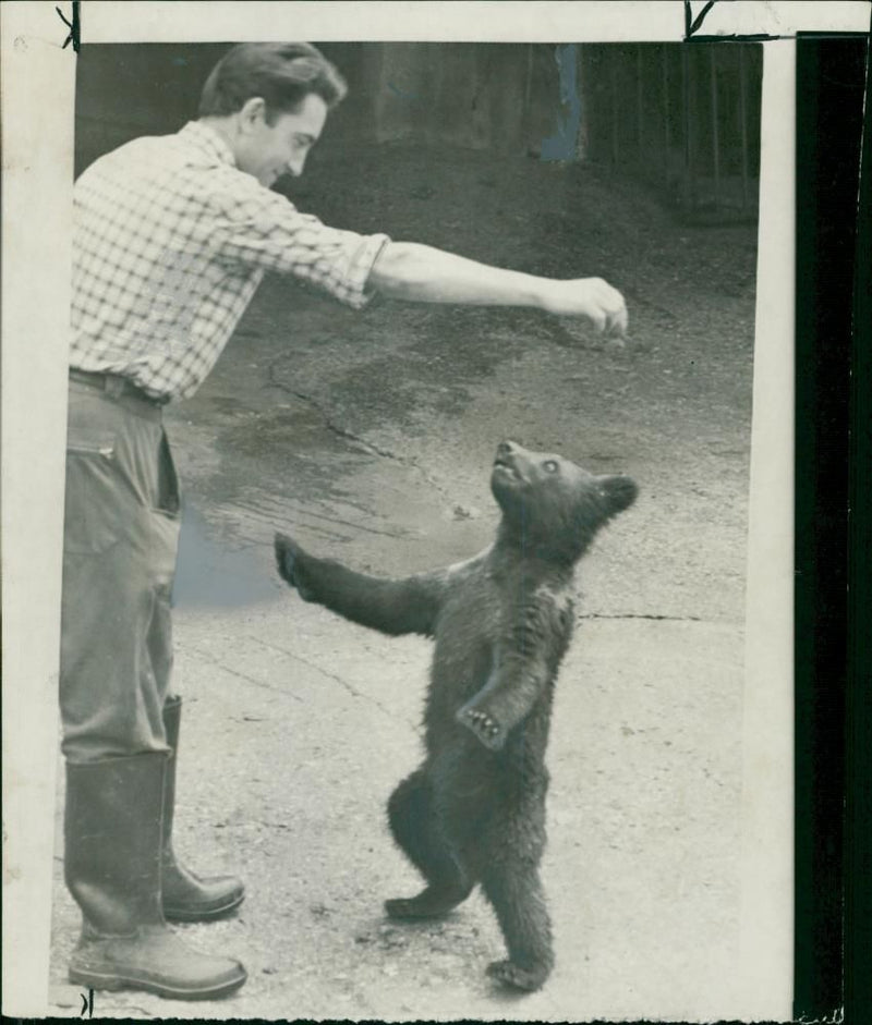 Animal: Brown Bear - Vintage Photograph