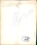 Animal: Brown Bear - Vintage Photograph