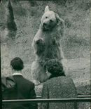 Animal: Brown Bear - Vintage Photograph