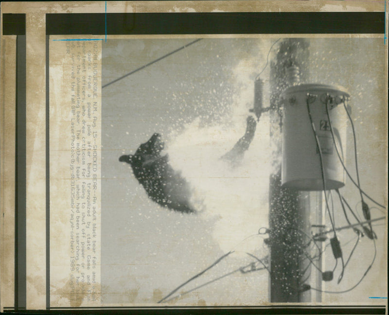 Animal: Brown Bear - Vintage Photograph