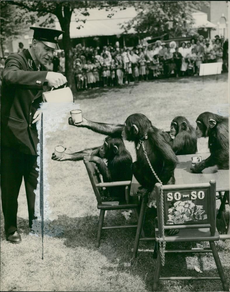 Animal: Chimpanzee - Vintage Photograph