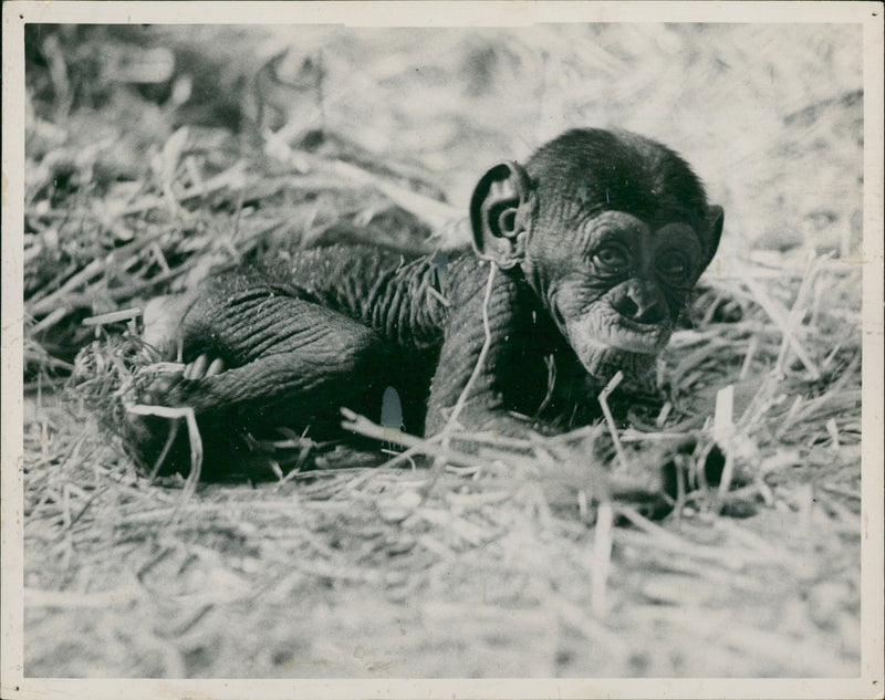 Animal: Chimpanzee - Vintage Photograph