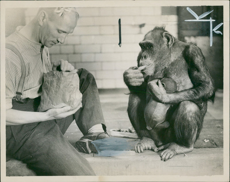 Animal: Chimpanzee - Vintage Photograph