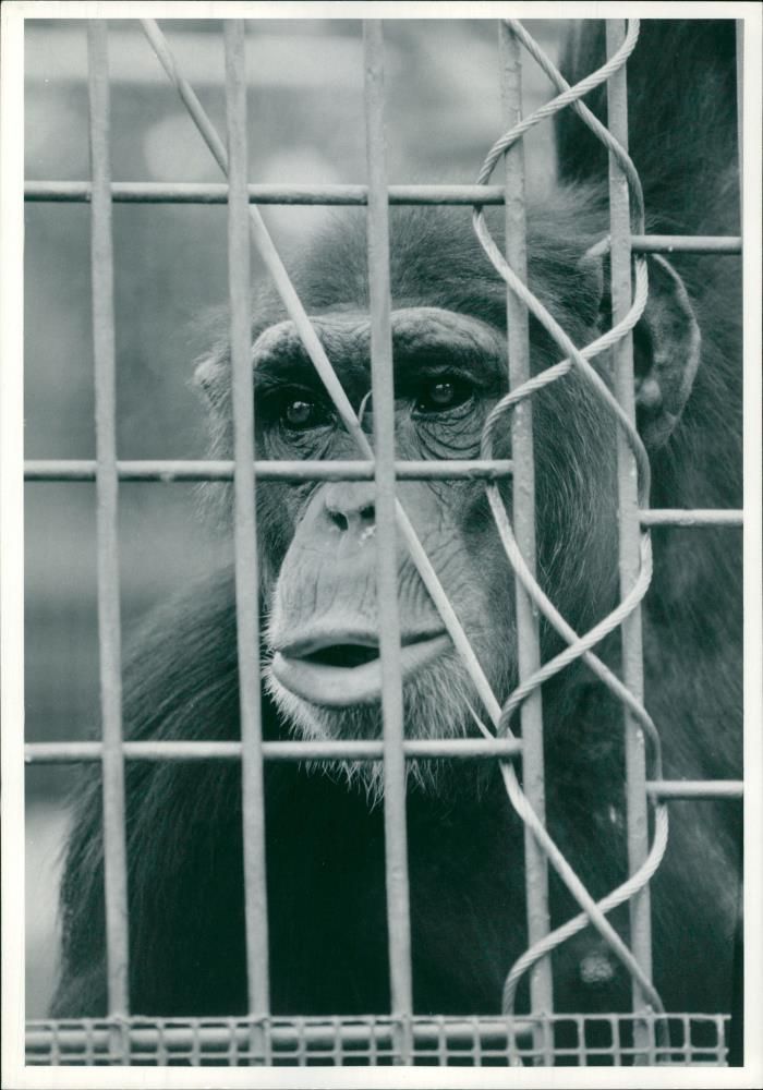 Animal: Chimpanzee - Vintage Photograph