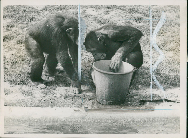 Animal: Chimpanzee - Vintage Photograph