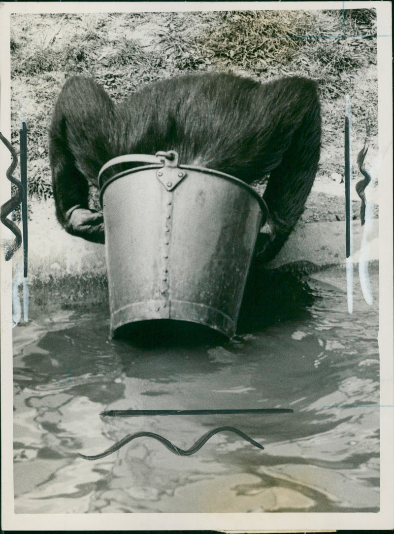 Animal: Chimpanzee - Vintage Photograph