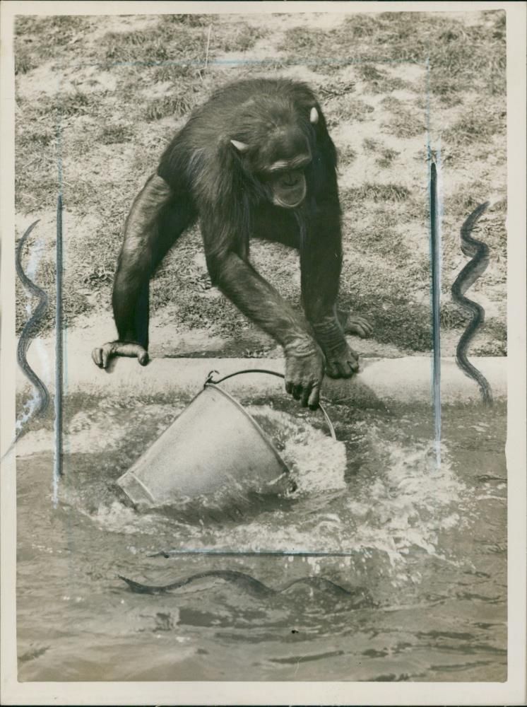 Animal: Chimpanzee - Vintage Photograph