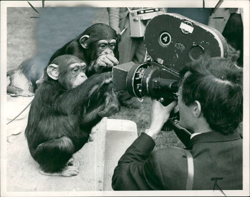 Animal: Chimpanzee - Vintage Photograph