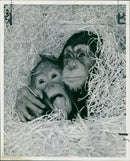 Animal Chimpanzee: - Vintage Photograph