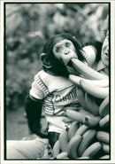 Animal Chimpanzee: Twycross Zoo - Vintage Photograph