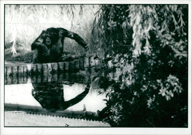 Animal Chimpanzee: Chester Zoo - Vintage Photograph