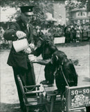 Animal Chimpanzee: - Vintage Photograph