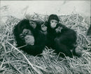 Animal Chimpanzee: - Vintage Photograph