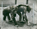 Animal Chimpanzee: Good Companion - Vintage Photograph