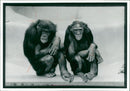 Animal Chimpanzee: - Vintage Photograph