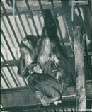 Animal Chimpanzee: - Vintage Photograph