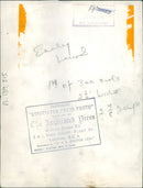 Animal Chimpanzee: - Vintage Photograph