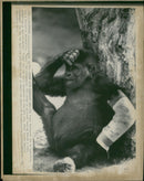 Animal Chimpanzee: Melbourne Zoo - Vintage Photograph