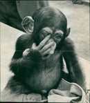 Animal Chimpanzee: Yula - Vintage Photograph