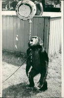 Animal Chimpanzee: - Vintage Photograph