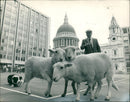 Sheep: with mr bob davies. - Vintage Photograph