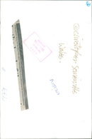 Sheep: scene and herd. - Vintage Photograph