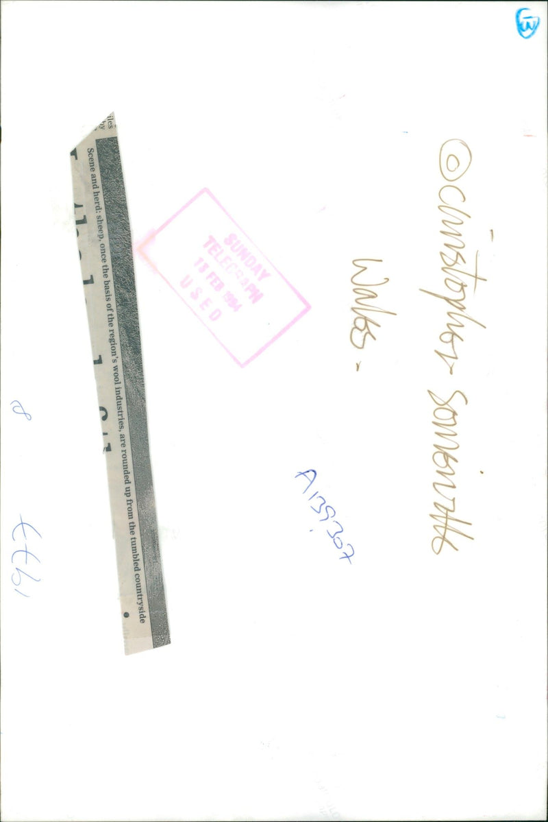 Sheep: scene and herd. - Vintage Photograph