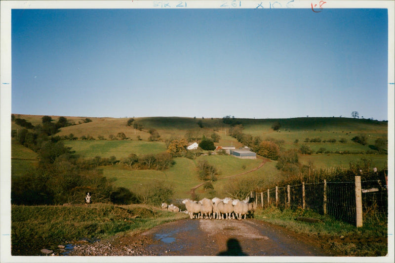 Sheep: scene and herd. - Vintage Photograph