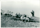 Sheep Animal: - Vintage Photograph