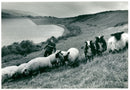 Sheep Animal: help to conserve the south downs. - Vintage Photograph