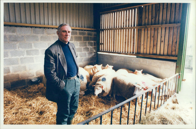 Sheep Animal:flock watching. - Vintage Photograph