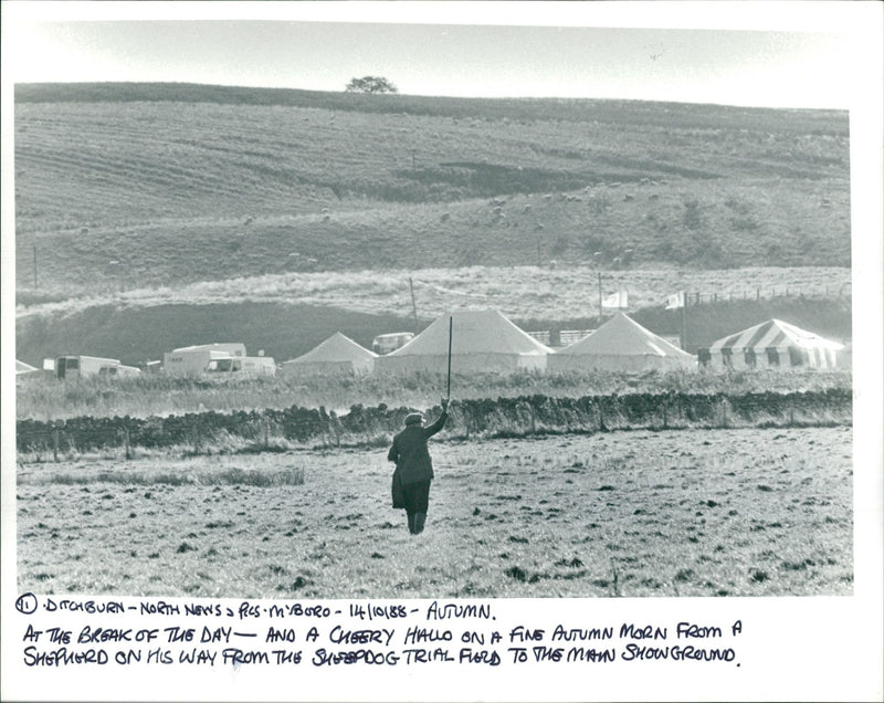 Sheep Animal: - Vintage Photograph