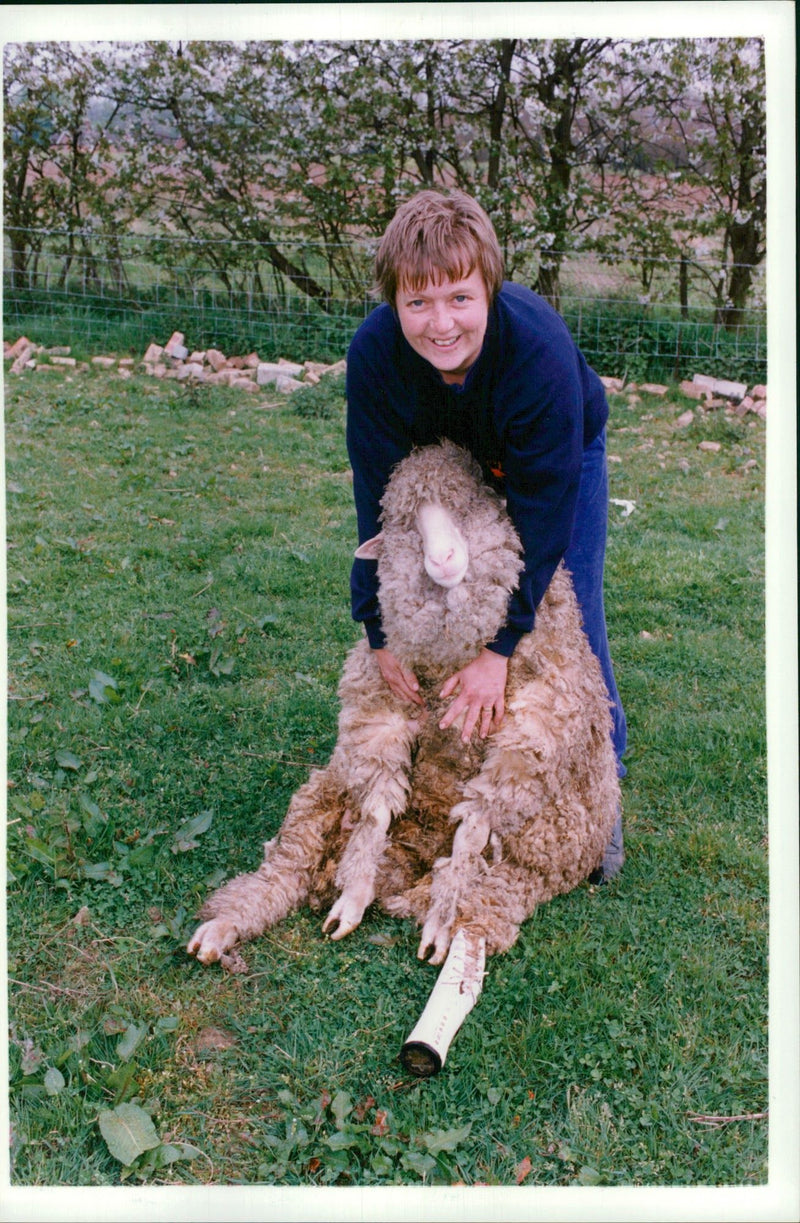 Sheep Animal: - Vintage Photograph