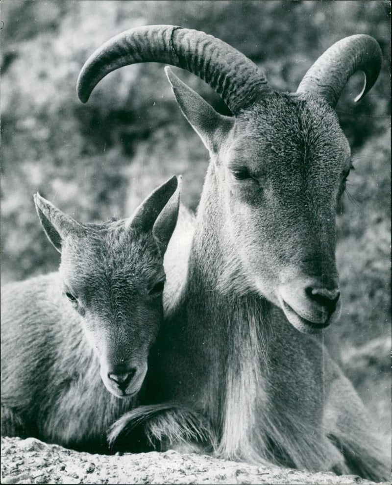 Sheep Animal: sheeps Eyes. - Vintage Photograph