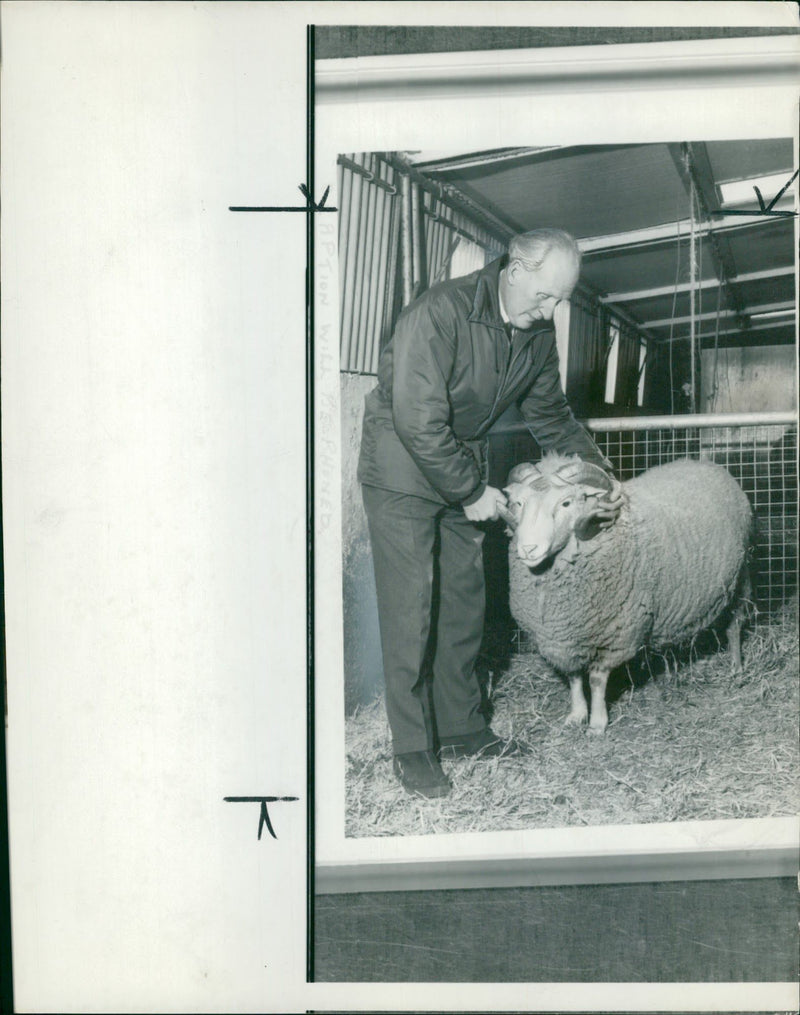 Sheep Animal:mr john cadzow . - Vintage Photograph