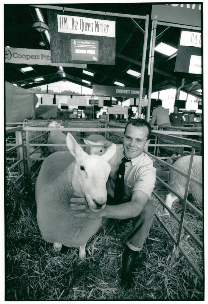 Sheep Animal: royal show. - Vintage Photograph