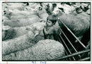 Sheep Animal:mendips ancient sheep fair. - Vintage Photograph