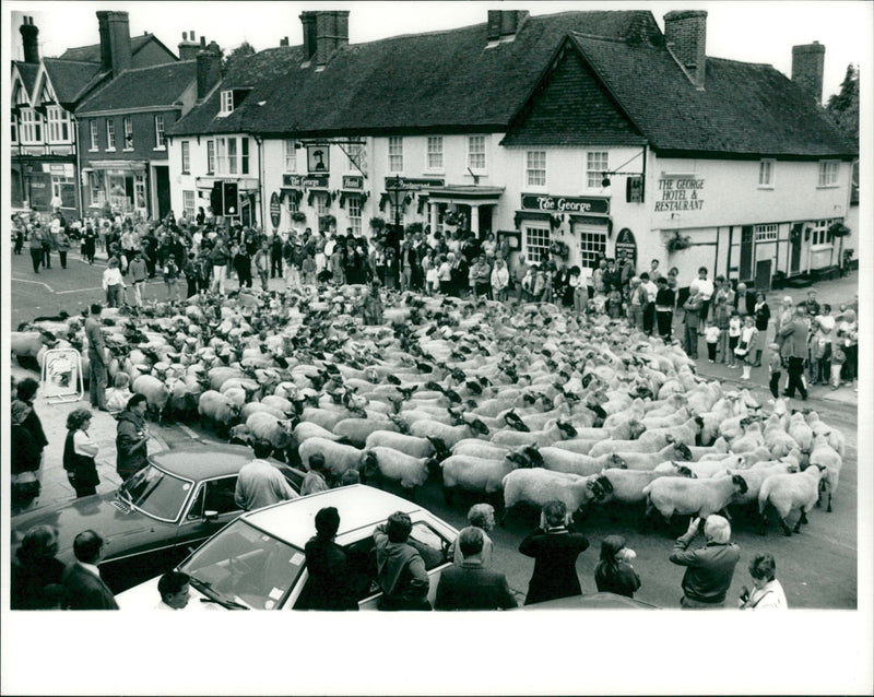 Sheep Animal: - Vintage Photograph