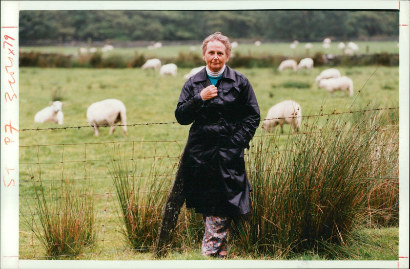 Sheep Animal: enfys chapman. - Vintage Photograph