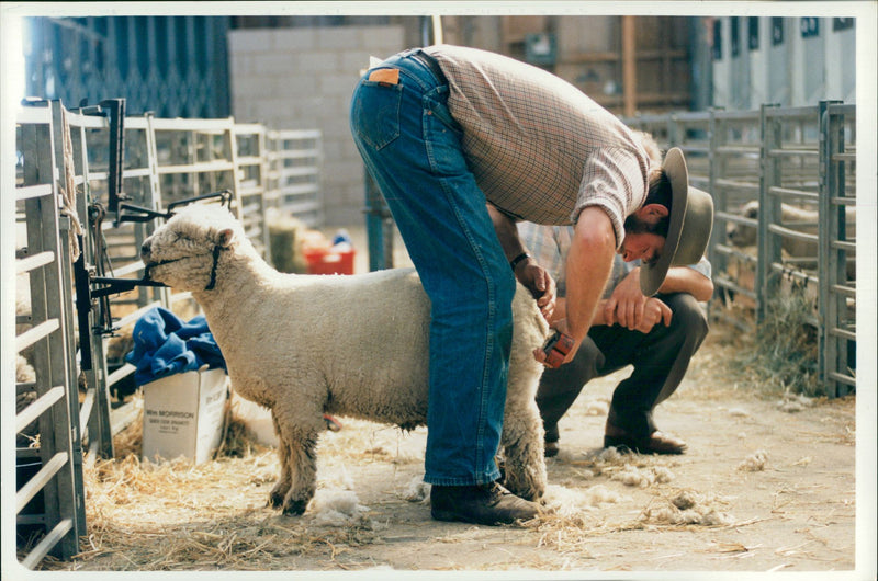 Sheep Animal: rare breeds. - Vintage Photograph