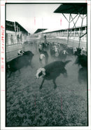 Sheep Animal: fetched by jamesl. - Vintage Photograph