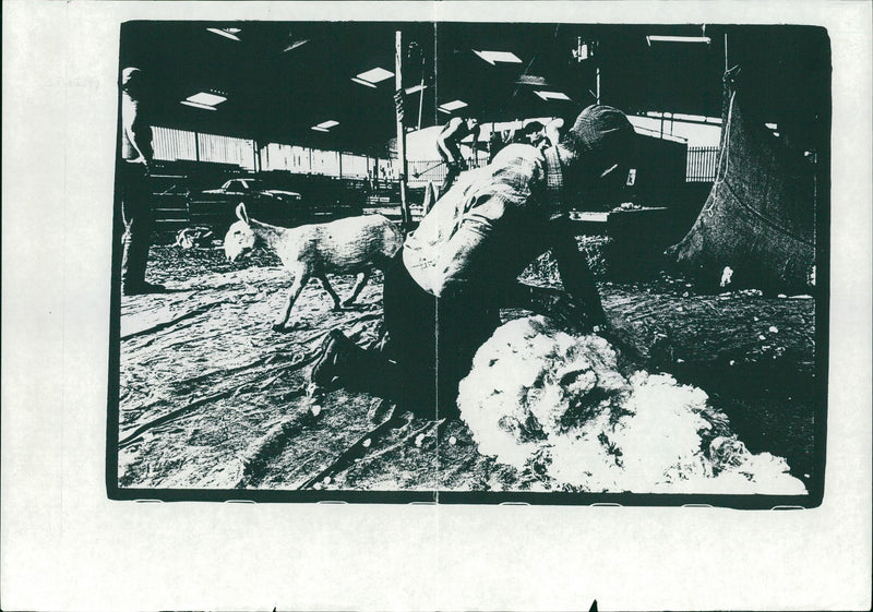 Sheep Animal: - Vintage Photograph