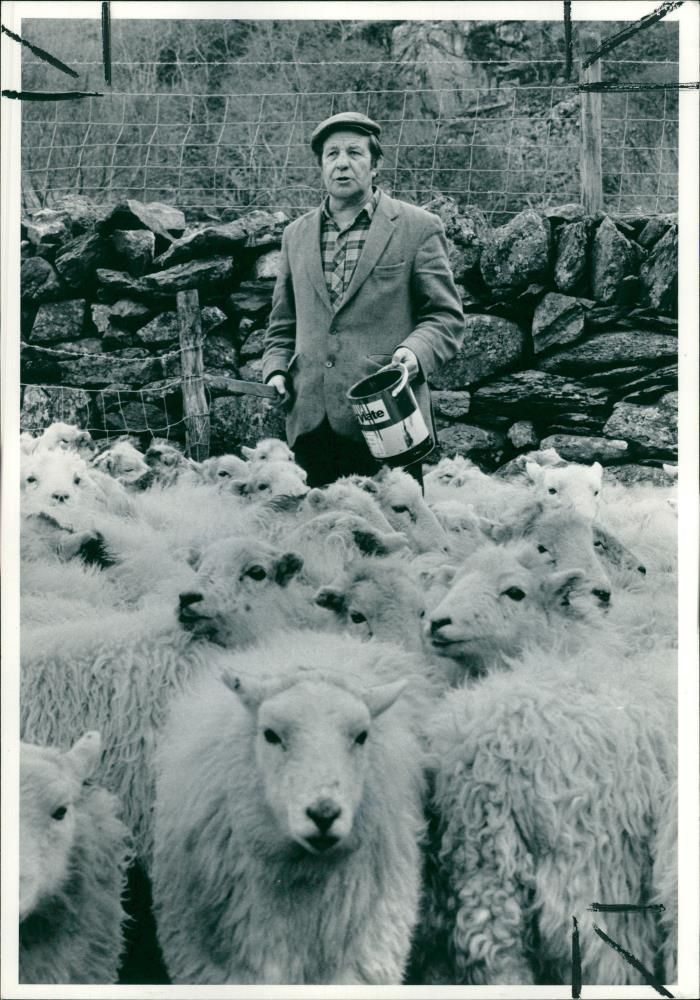 Sheep Animal: blacked . - Vintage Photograph