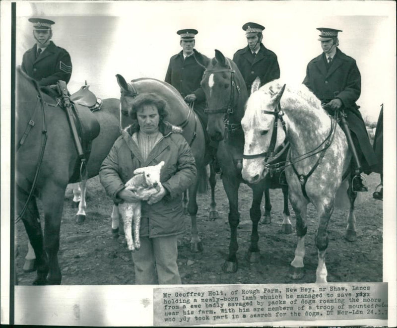 Sheep Animal:mr. geoffrey holf. - Vintage Photograph