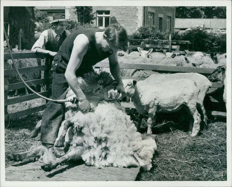 Sheep Animal: - Vintage Photograph