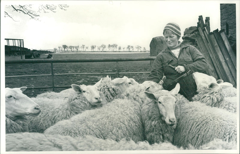 Sheep Animal: - Vintage Photograph