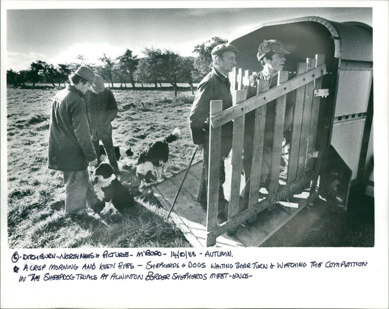 Sheep Animal: - Vintage Photograph