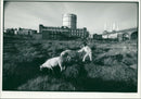 Sheep Animal: - Vintage Photograph