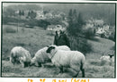 Sheep Animal:to save village commons ecology. - Vintage Photograph
